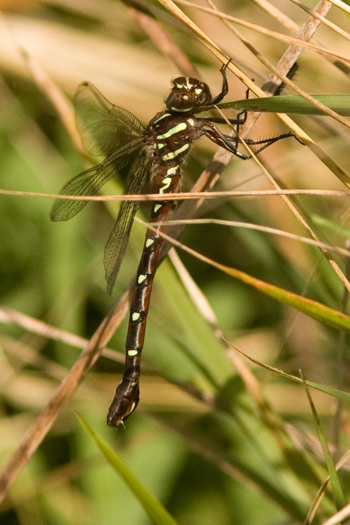 Austroaeschna pulchra